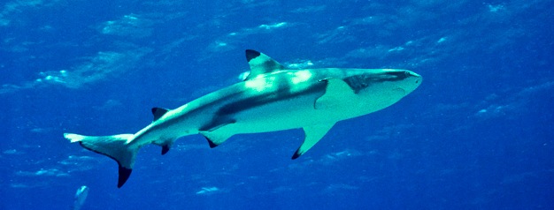 Blacktip Reef Shark