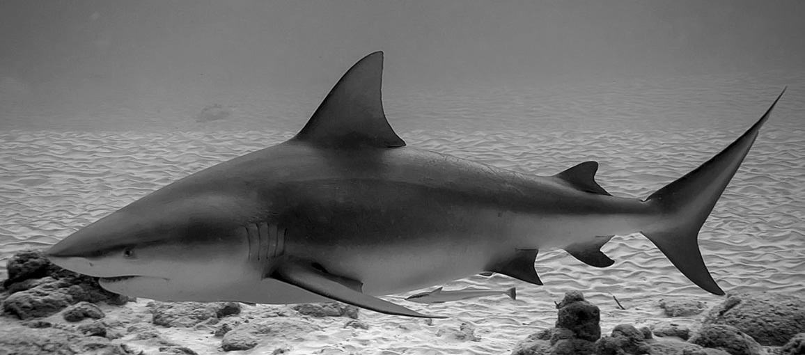 Bull Shark