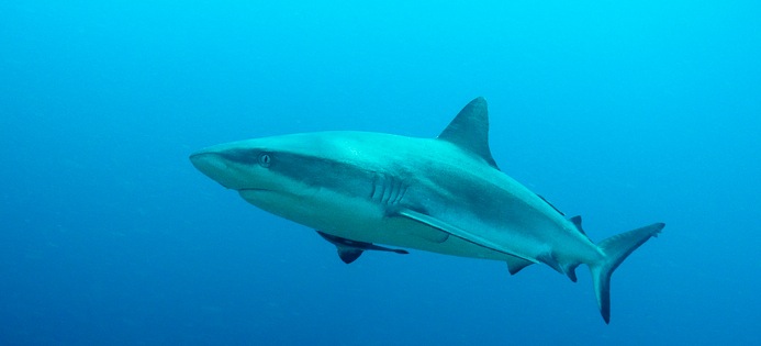 Grey Reef Shark