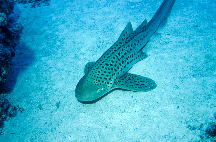 Leopard Shark
