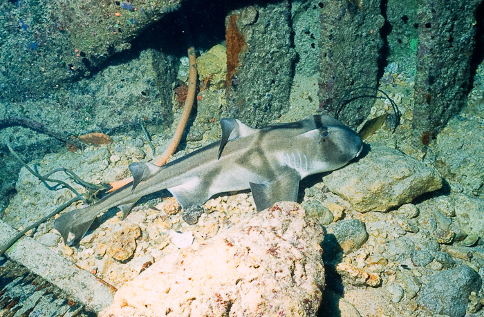 Port Jackson Shark