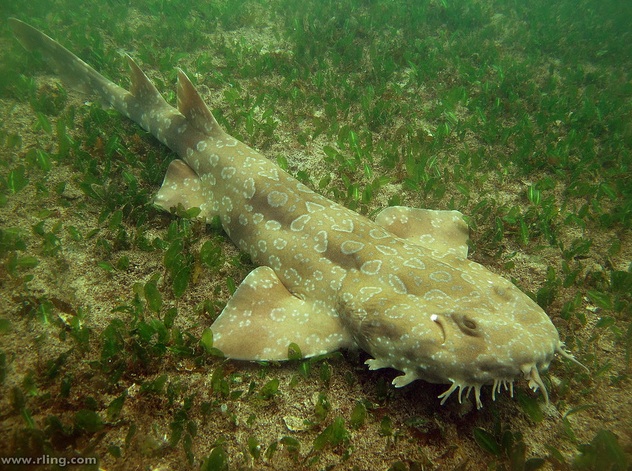 Wobbegong Shark