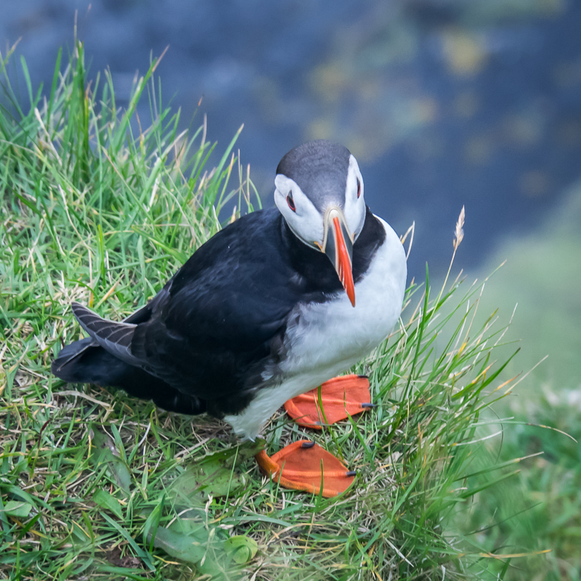 Puffin, Dyrhólaey, Vik, Southern Region