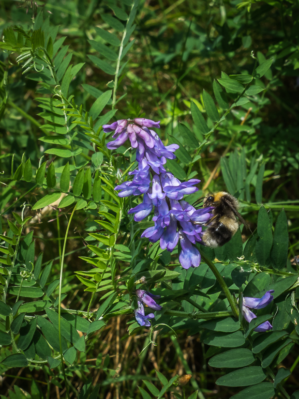Flowers at Skoga Turf House Museum, Southern Region