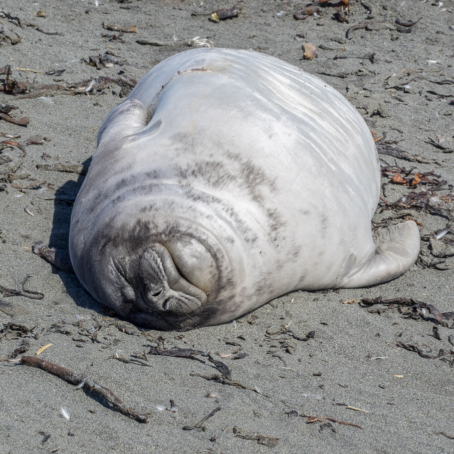 Sleeping Female Elephant Seal at St Andrews Bay - South Georgia