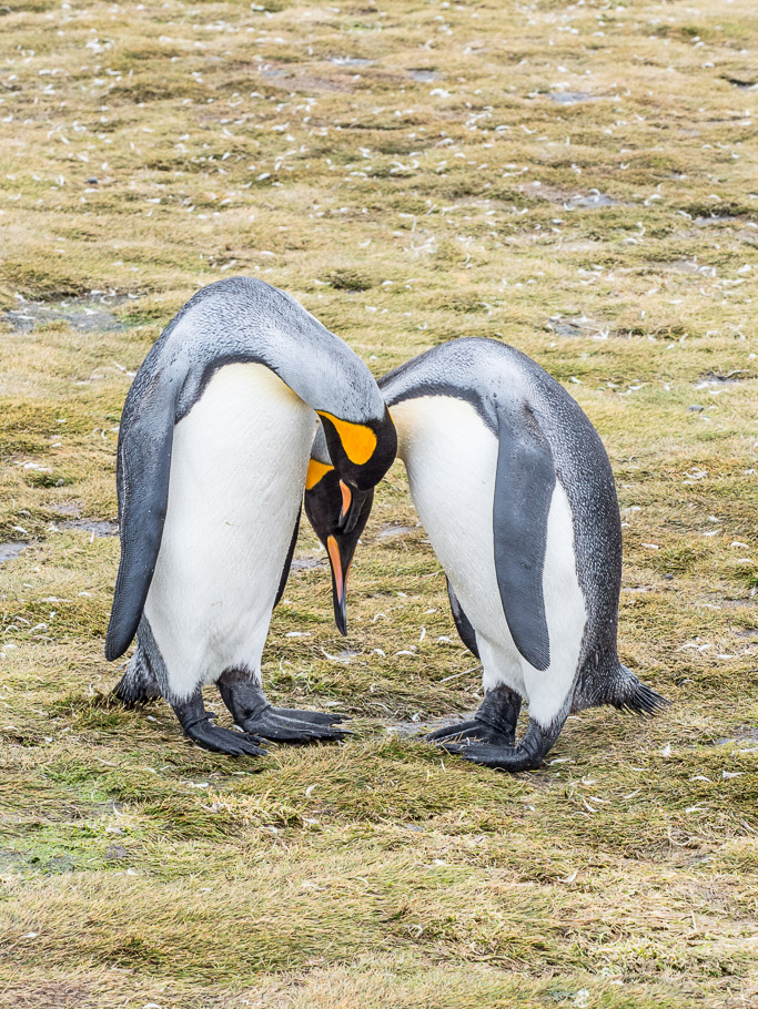 King Penguin Affection at Salisbury Plain - South Georgia