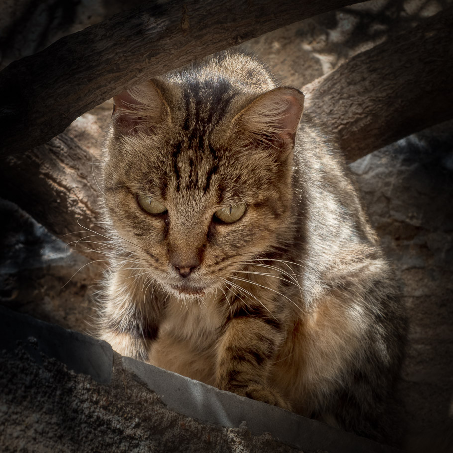 Monemvasia, Secretive Tabby