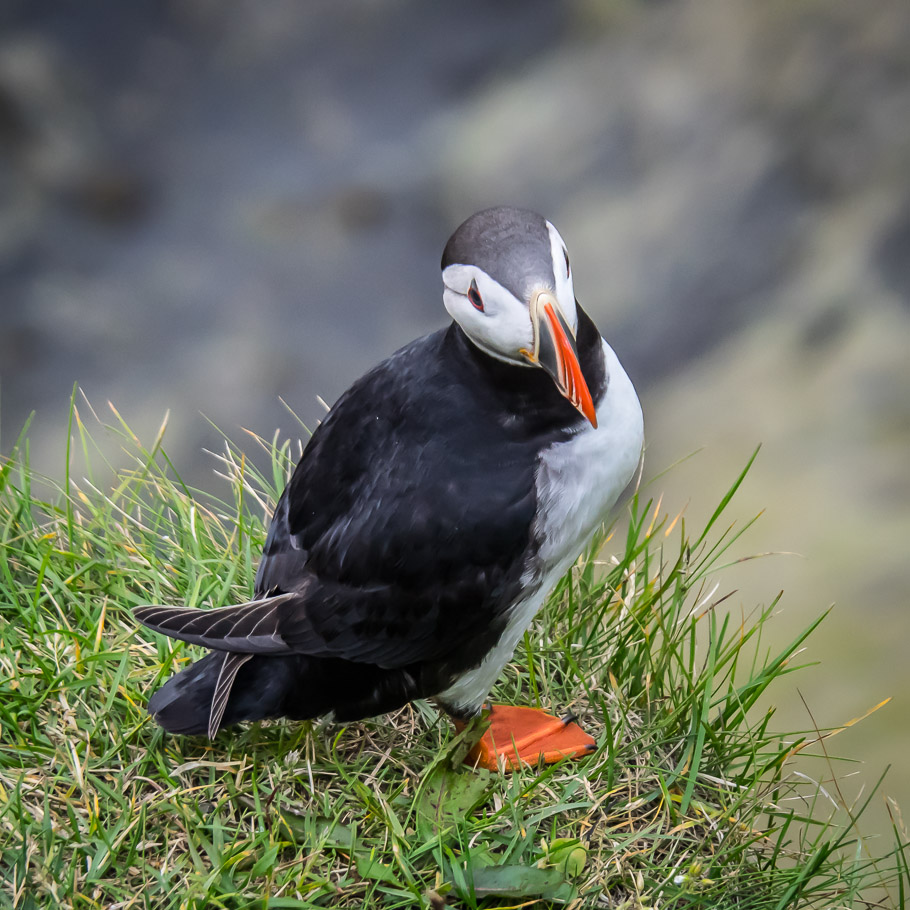 Puffin at Dyrhólaey 2