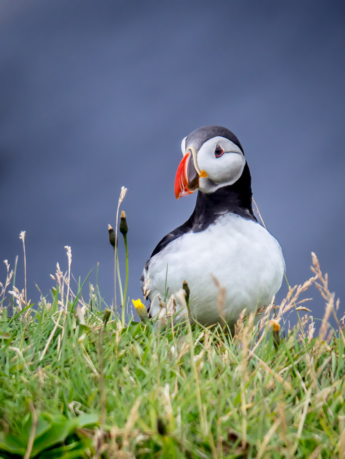 Puffin at Dyrhólaey 3