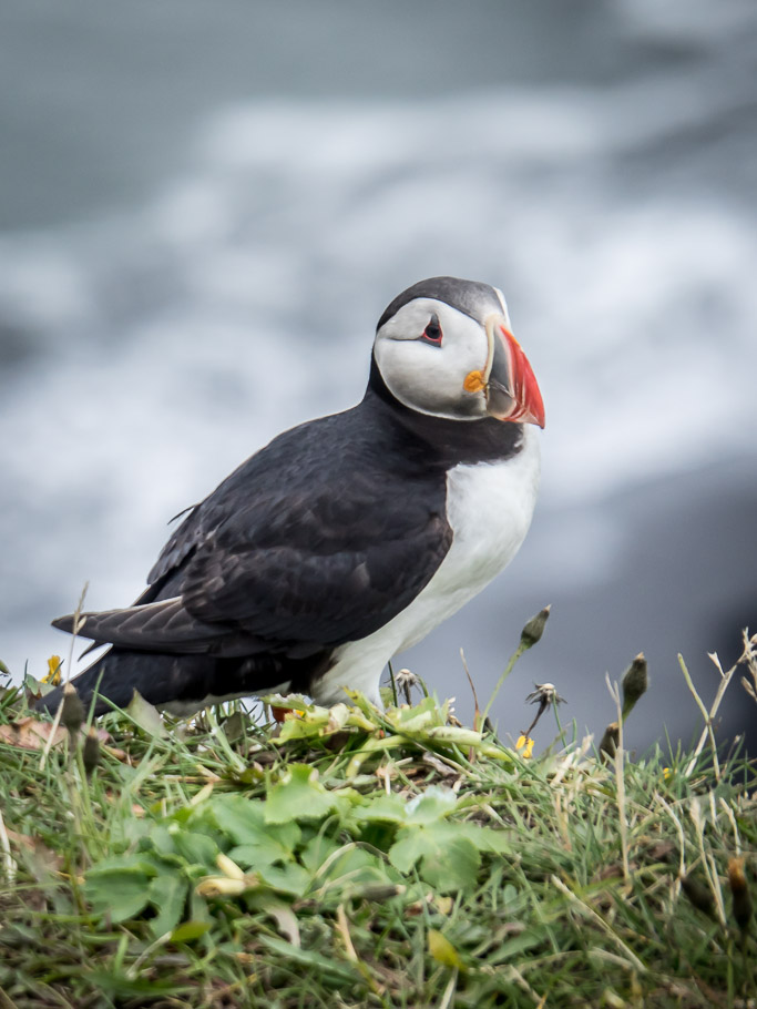 Puffin at Dyrhólaey 5