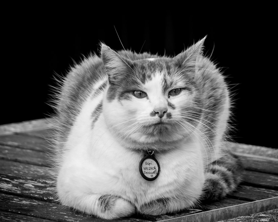 Dreaming of Fire and Ice (B&W)