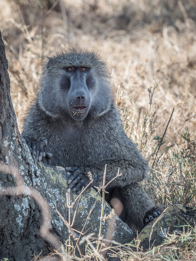 Alpha Male Baboon - Lake Nakuru National Park