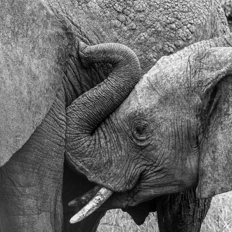 Baby Elephant - Maasai Mara