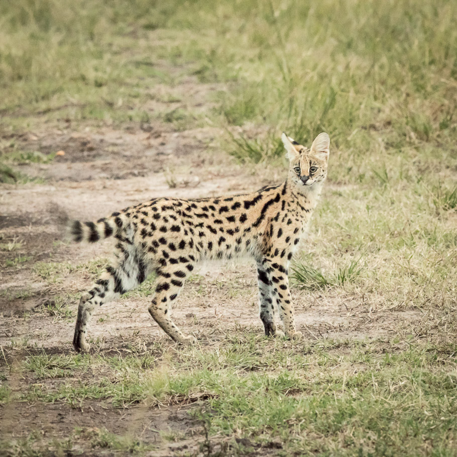 Annoyed Civet Cat - Maasai Mara