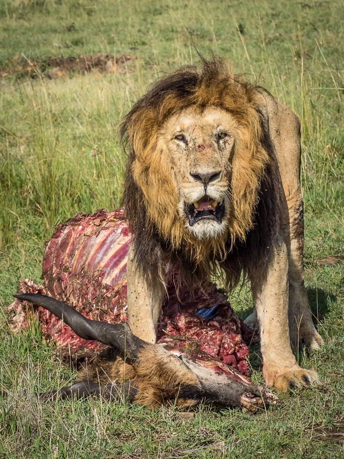 'It's My Eland not Yours' - Maasai Mara