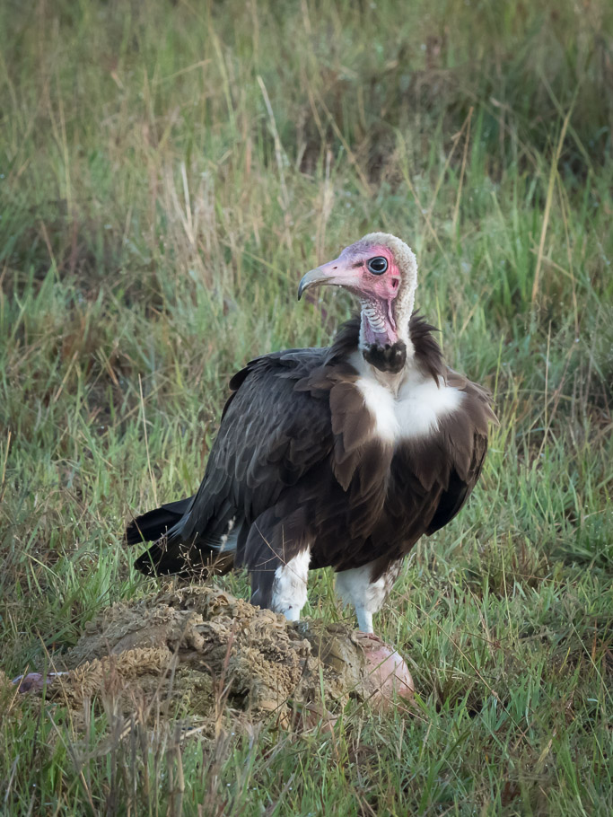 Lappet-faced Vulture - Maasai Mara