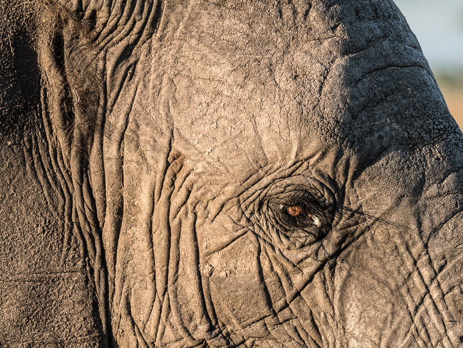 Elephant's Eye - Maasai Mara