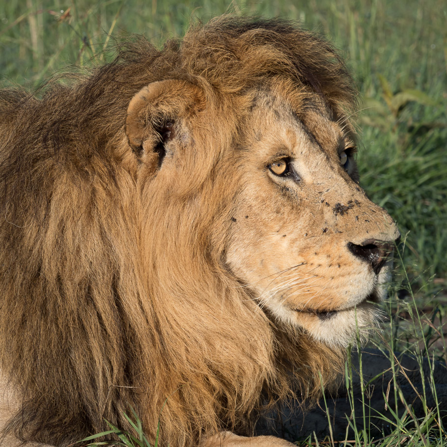 Lion Portrait - Maasai Mara