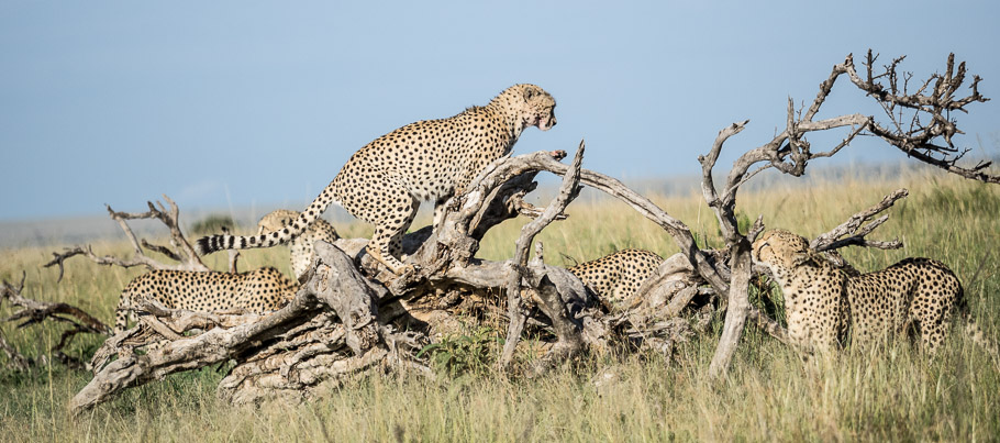 The Five Cheetah Boys - Maasai Mara