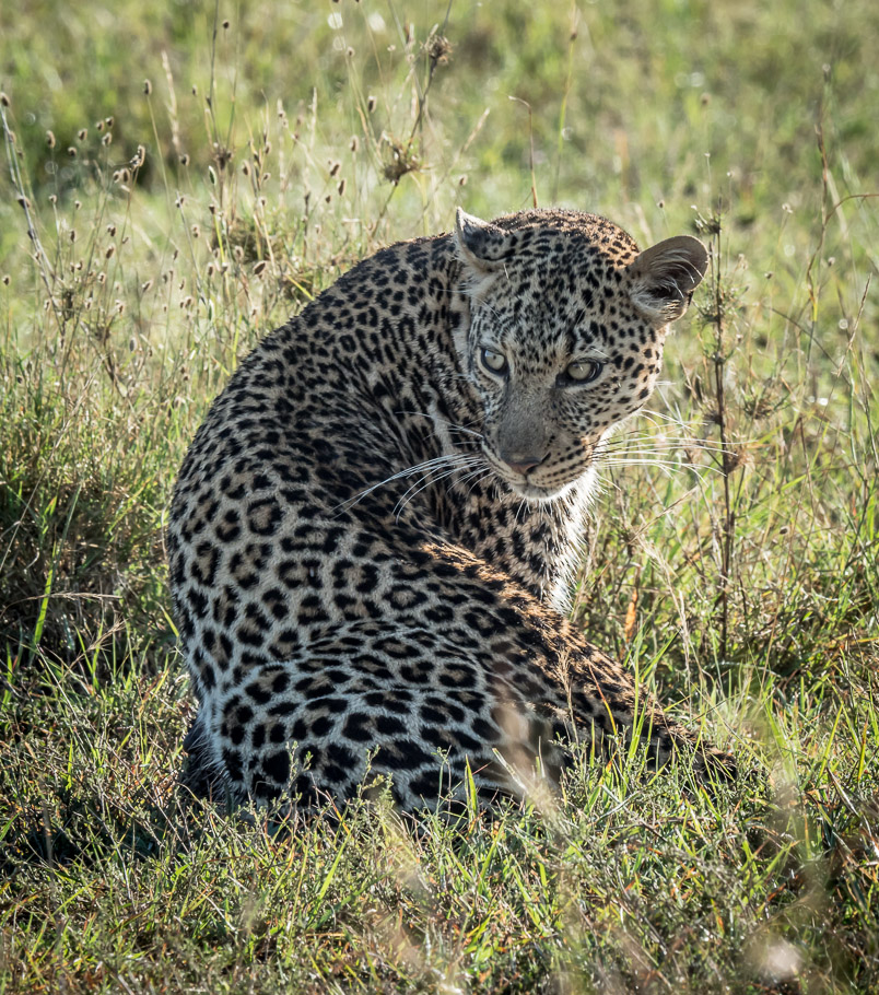 Aluka the Leopard - Maasai Mara