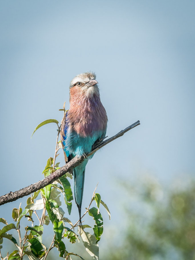 Lilac-Breasted Roller - Maasai Mara