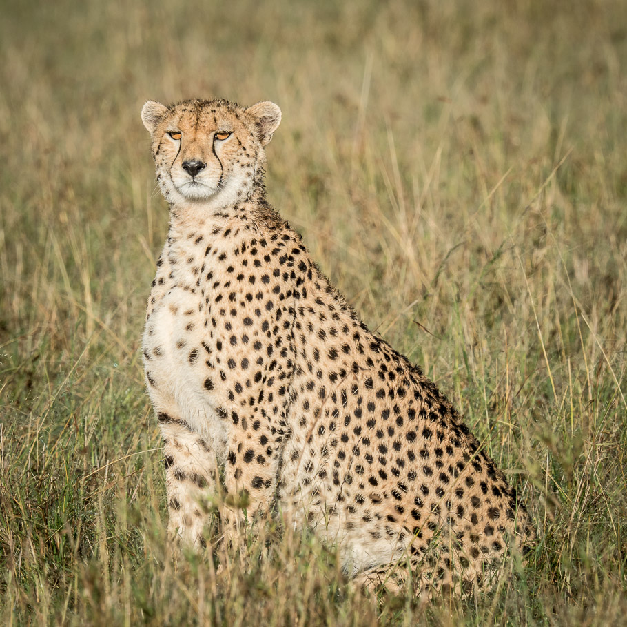Watchfull Cheetah - Maasai Mara