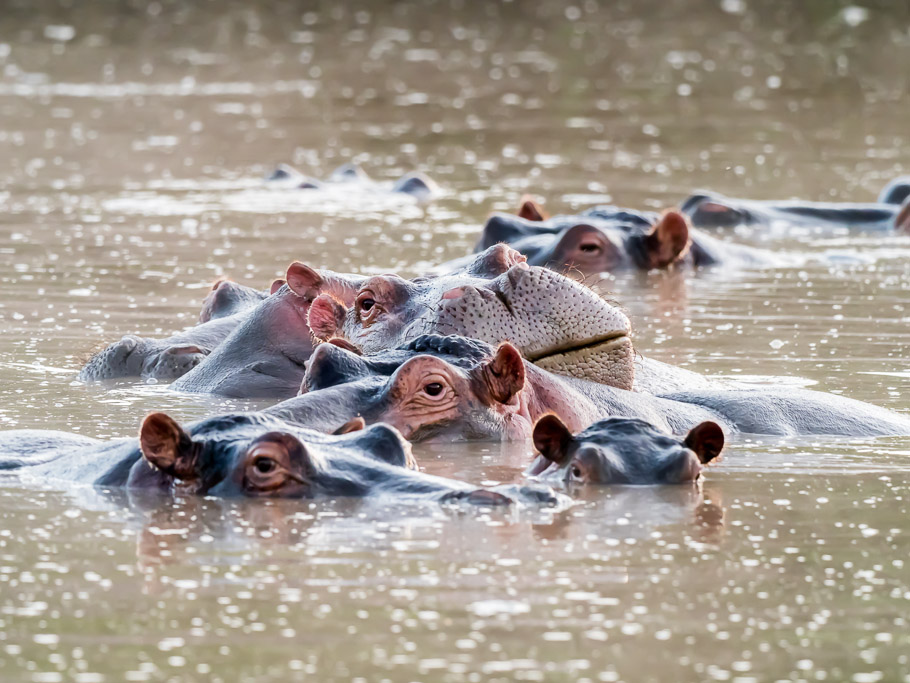 Watchfull Hippos - Maasai Mara