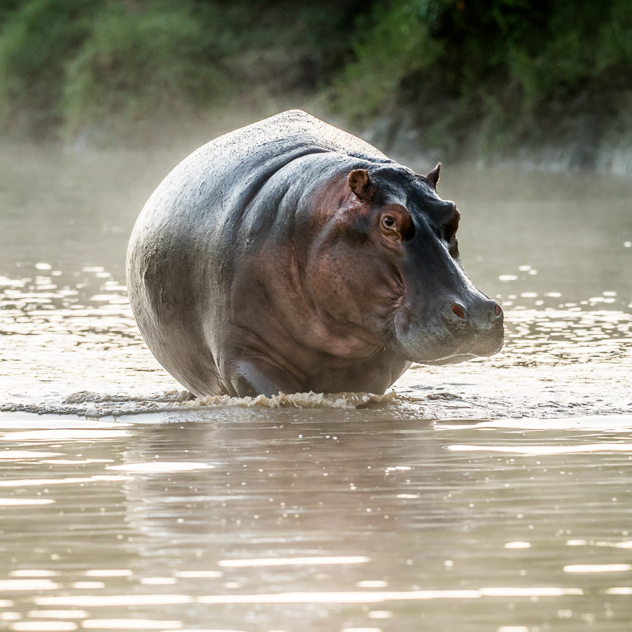 Hippo in the Mist - Maasai Mara