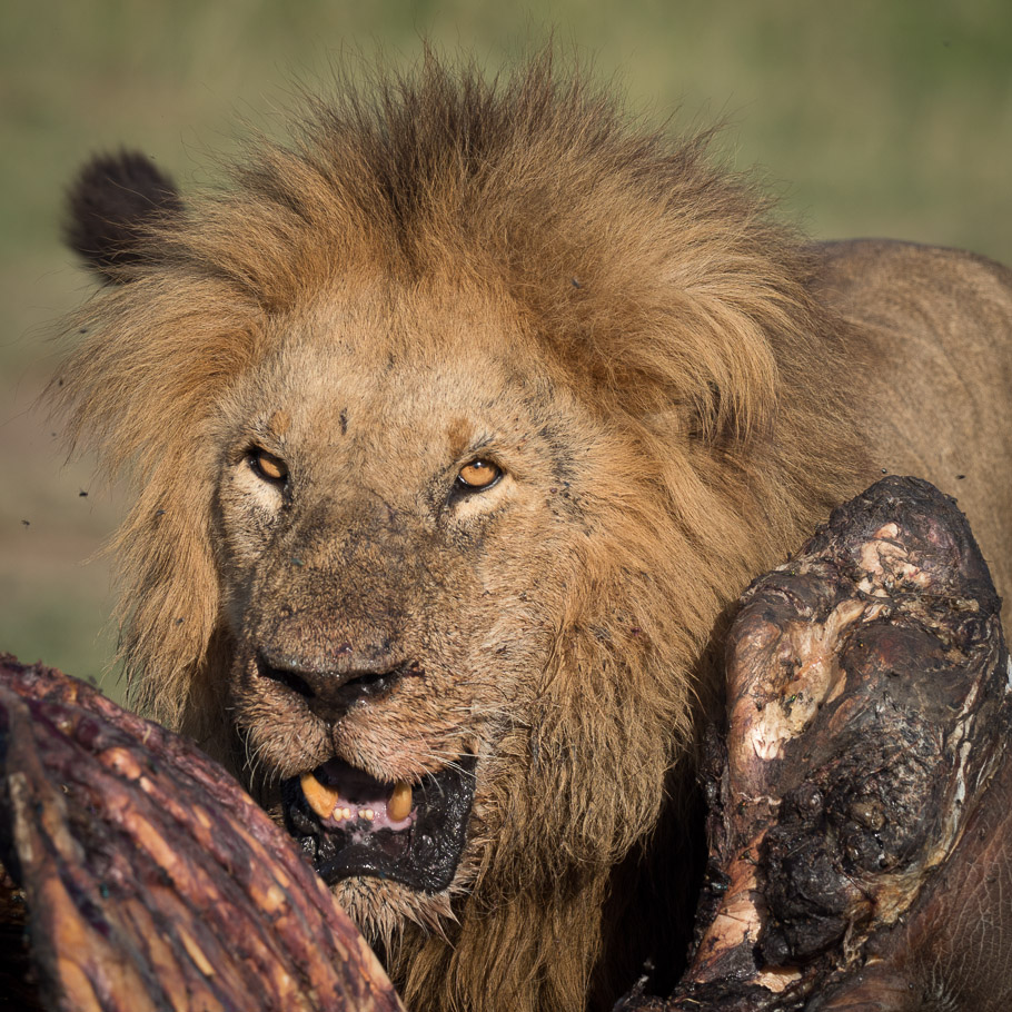 Lion and Kill - Maasai Mara