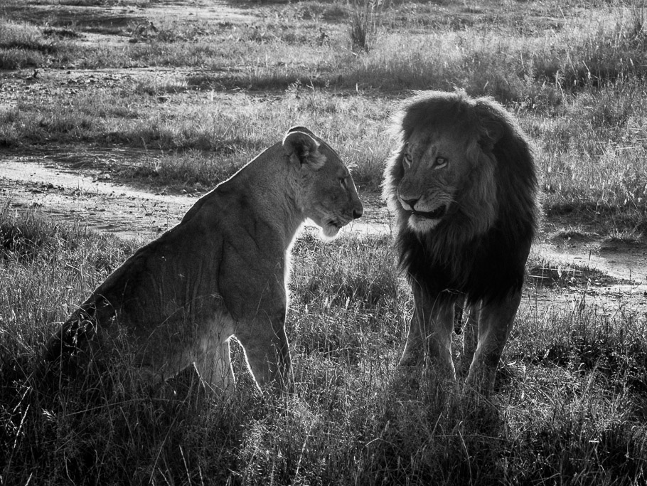 Love at First Light - Maasai Mara