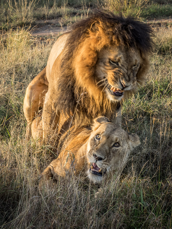 The Consummation  - Maasai Mara