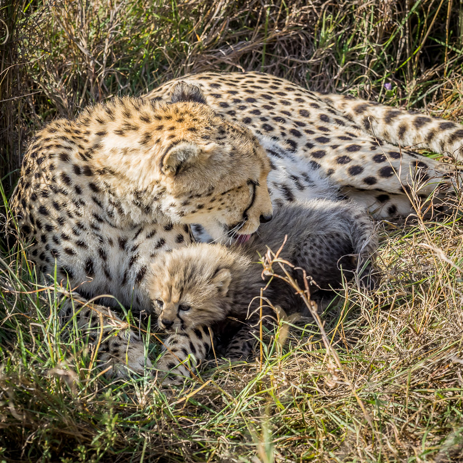 Cheetah and Cub - Maasai Mara