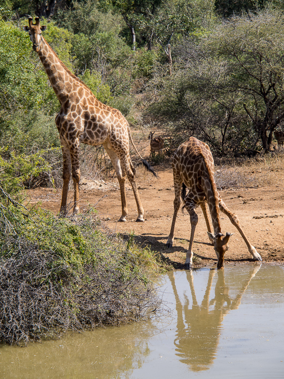 Giraffe cautiously drinking