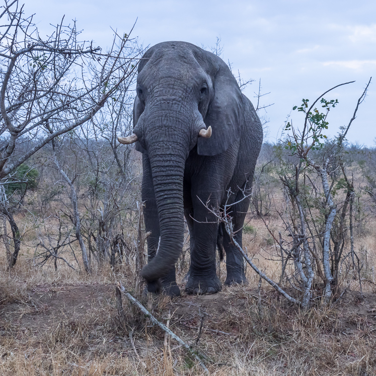 Kruger Elephant