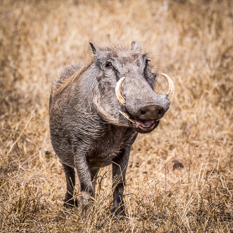 Smiling Warthog