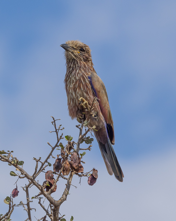 Purple Roller (Coracias naevius)