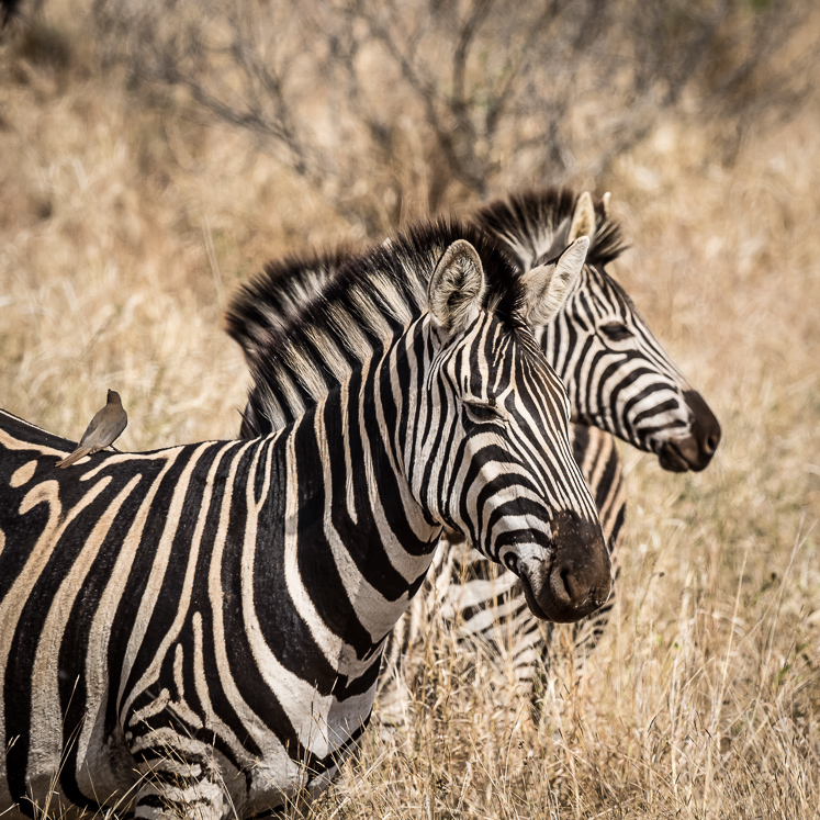 Two Zebra