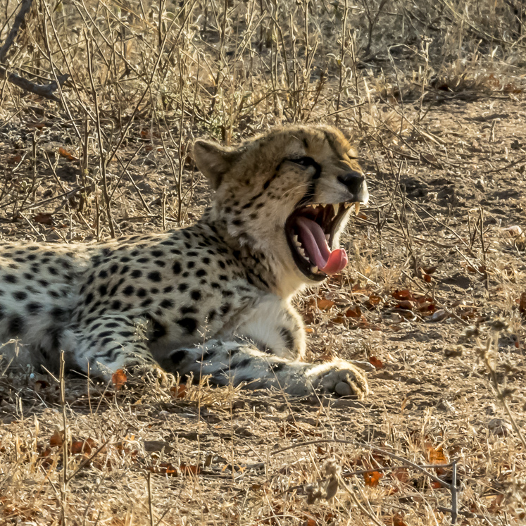 Cheetah Yawn