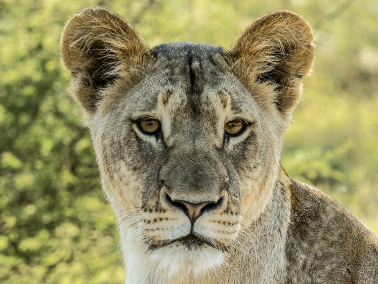 A Lioness's Stare