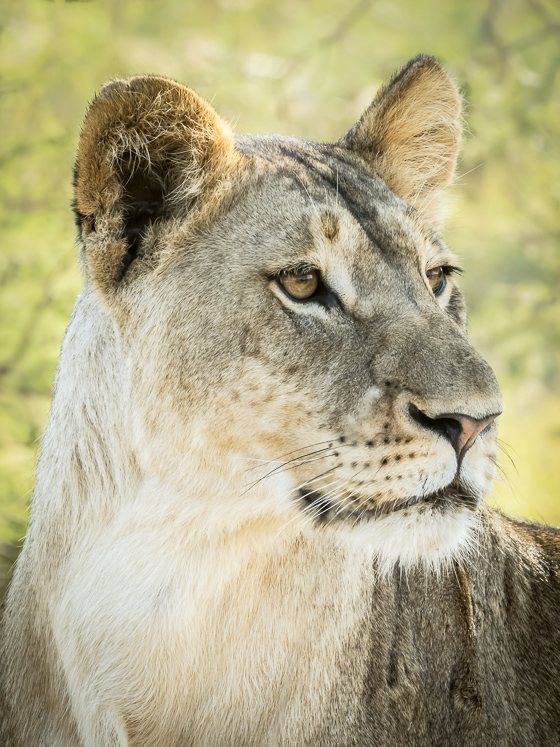 Portrait of a Lioness