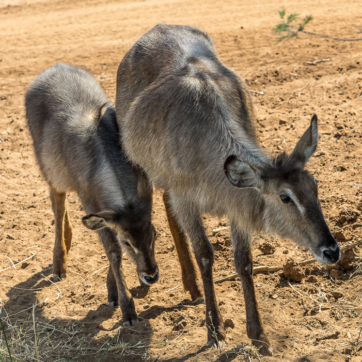 Waterbuck