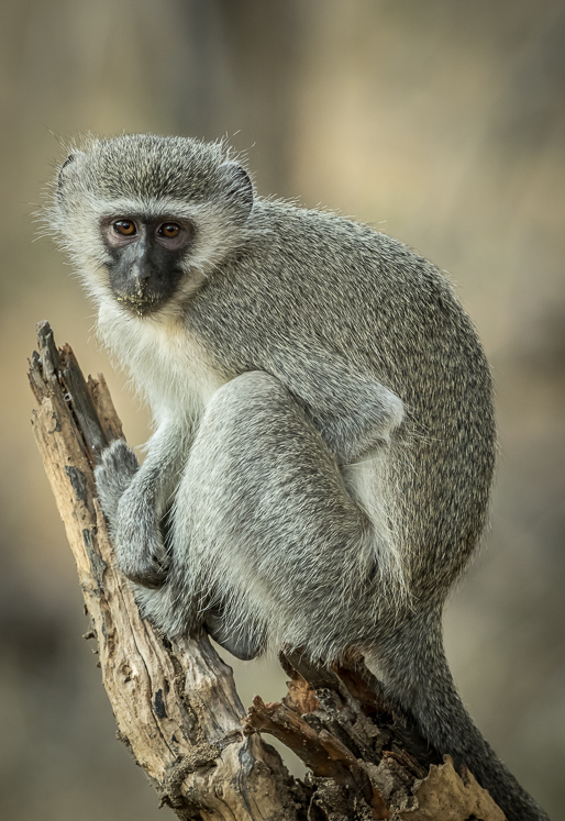 Vervet Monkey