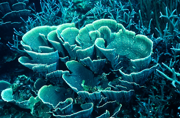 Cabbage coral amongst staghorn coral
