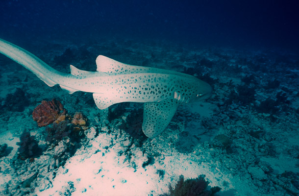 Leopard shark moves off