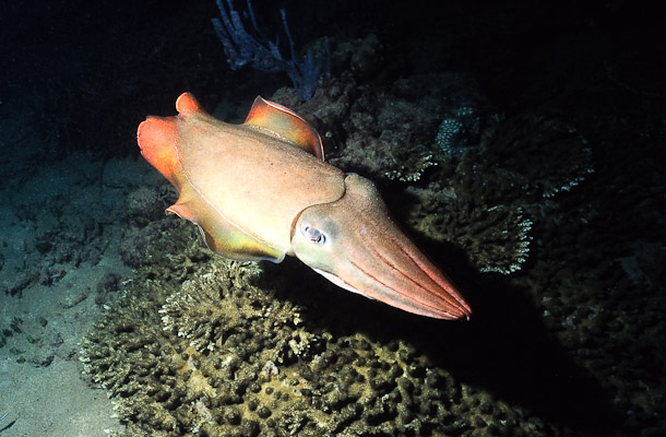 Cuttlefish