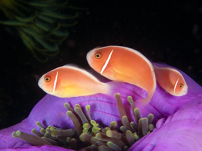 Pink anemonefish in magnificent sea anemone at Cannibal Rock