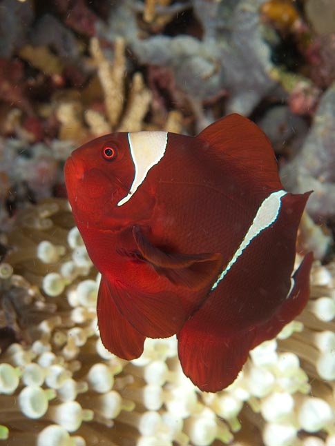 Tomato Anemonefish - Akes Reef, PNG