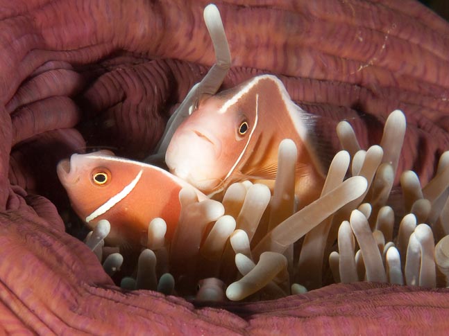 'Yes, Yes, YES!' Pink anemonefish - Mokotamba, Sulawesi, Indonesia