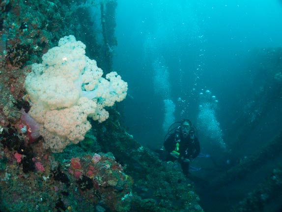 Soft Coral