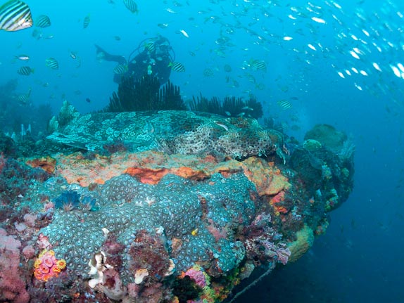 Hard Coral and Wobbegong